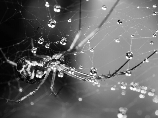 Close-up di un ragno sulla rete