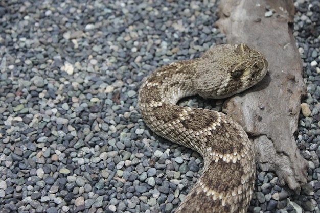 Close-up di un serpente a campanello sulla roccia