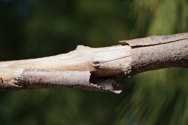 Close-up di un tronco su un albero nella foresta - Mauritius