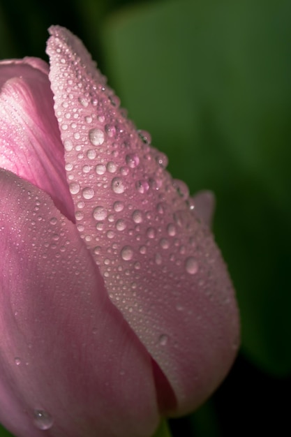 Close-up di un tulipano rosa bagnato