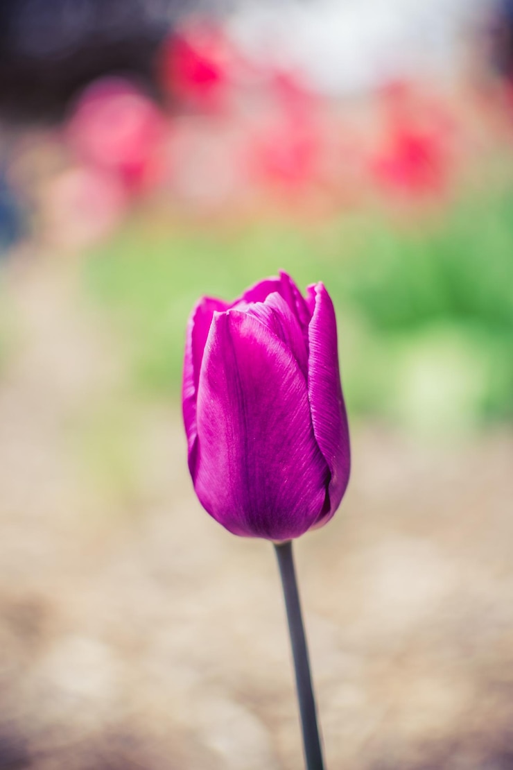 Foto close-up di un tulipano rosa