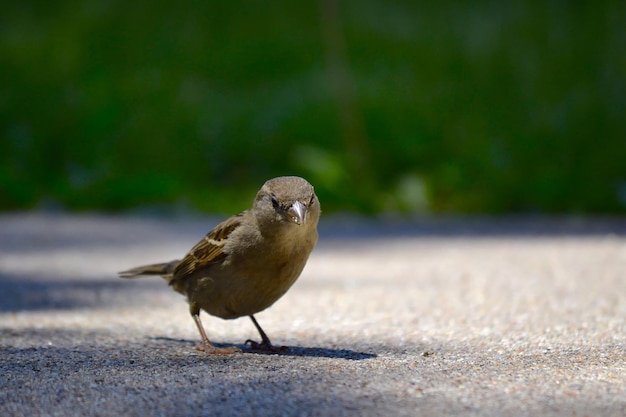 Close-up di un uccello appoggiato all'aperto