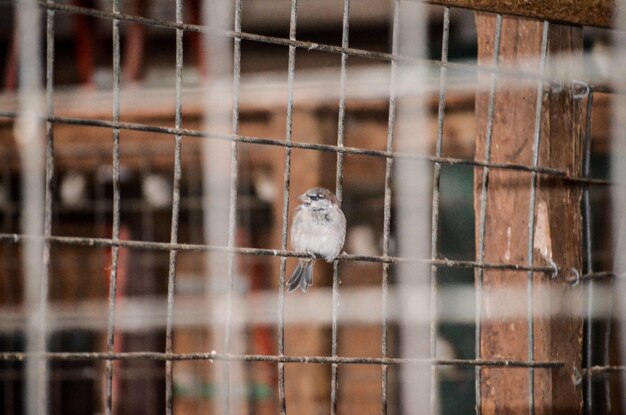 Close-up di un uccello appoggiato in gabbia