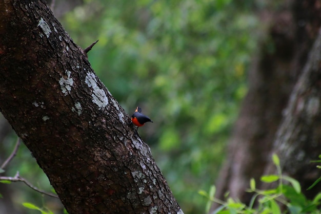 Close-up di un uccello appoggiato su un albero