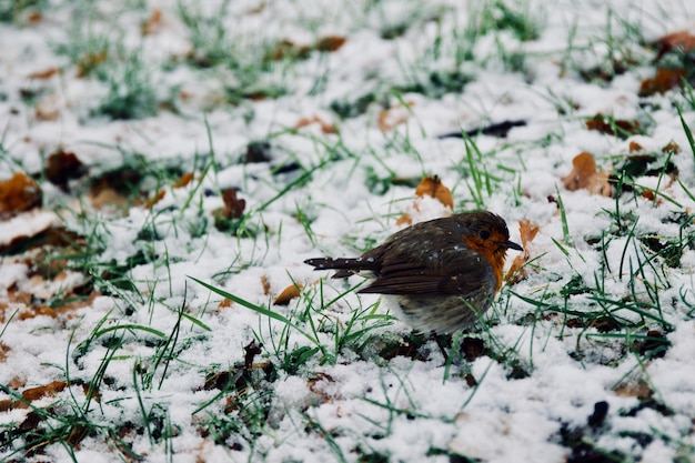 Close-up di un uccello appoggiato su un campo innevato durante l'inverno