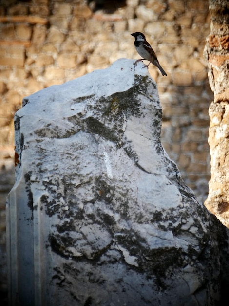 Close-up di un uccello appoggiato su un muro di pietra