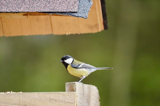 Close-up di un uccello appoggiato su un palo di legno