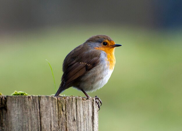 Close-up di un uccello appoggiato su un palo di legno