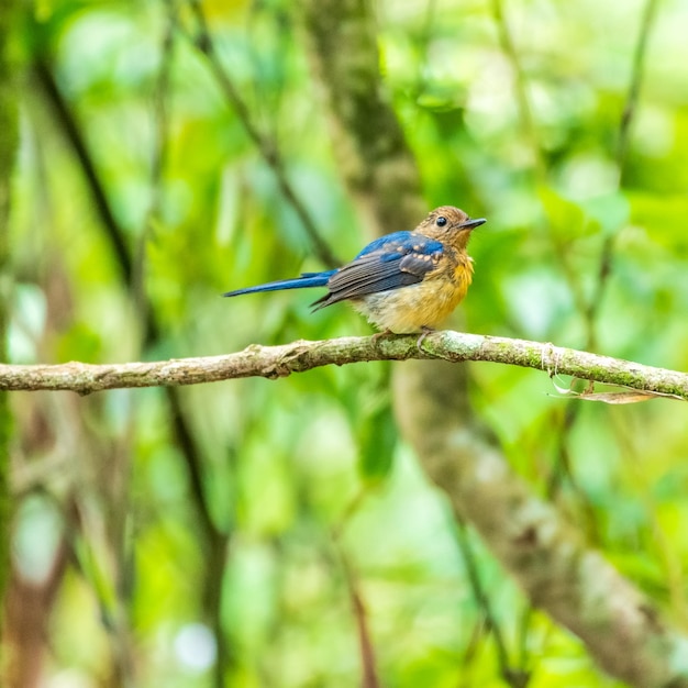 Close-up di un uccello appoggiato su un ramo nella foresta