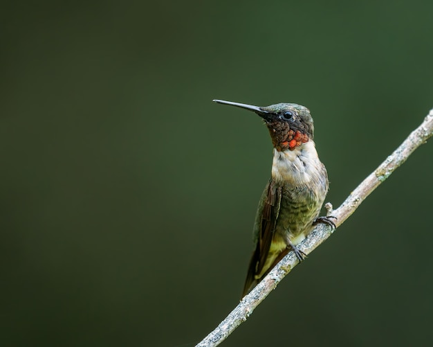 Close-up di un uccello appoggiato su una pianta