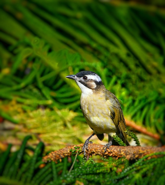 Close-up di un uccello appoggiato su una terraferma
