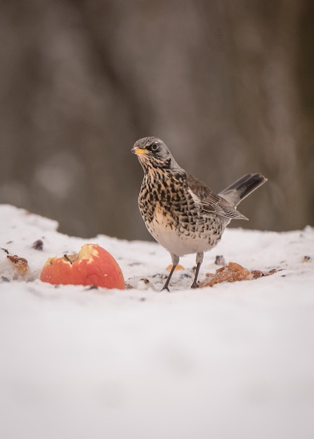 Close-up di un uccello appoggiato sulla neve