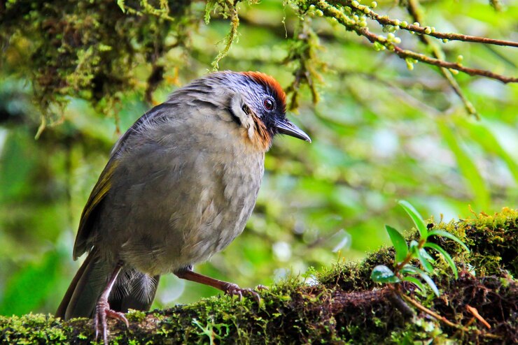 Foto close-up di un uccello appollaiato su un albero