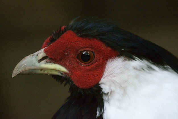 Close-up di un uccello che guarda da un'altra parte