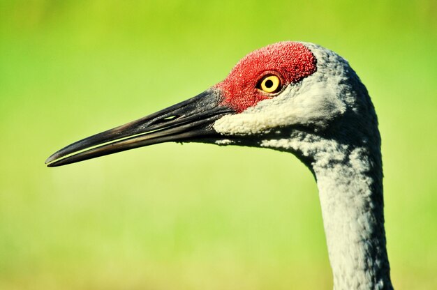 Close-up di un uccello che guarda da un'altra parte