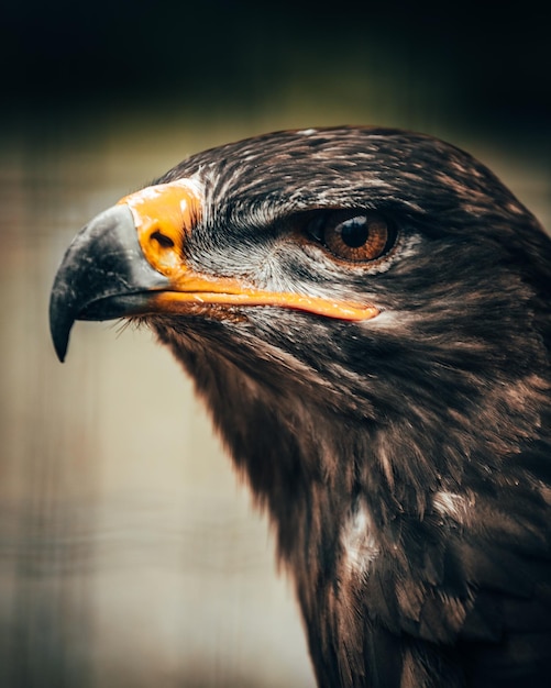 Close-up di un uccello che guarda da un'altra parte