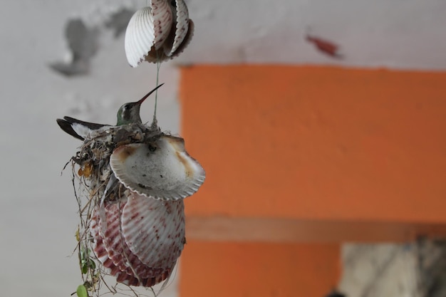 Close-up di un uccello che mangia cibo contro il muro