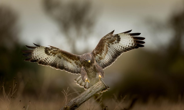 Close-up di un uccello che vola sopra il campo