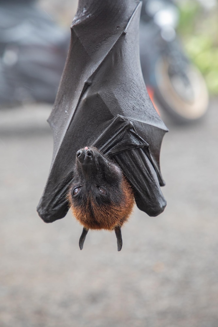 Foto close-up di un uccello che vola
