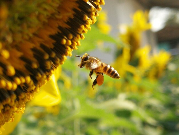 Close-up di un uccello che vola