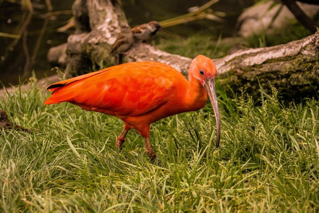 Close-up di un uccello sul campo