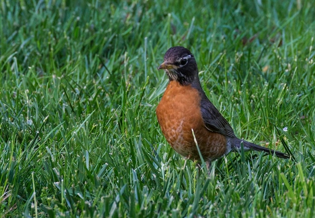 Close-up di un uccello sull'erba