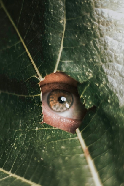 Close-up di un uomo che sbircia attraverso un buco nella foglia