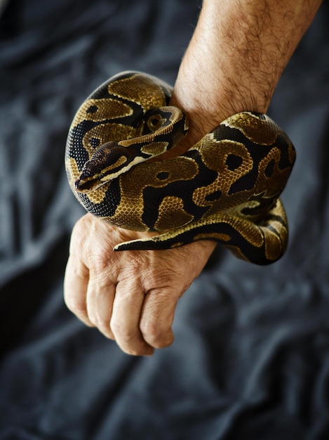 Close-up di un uomo che tiene un serpente