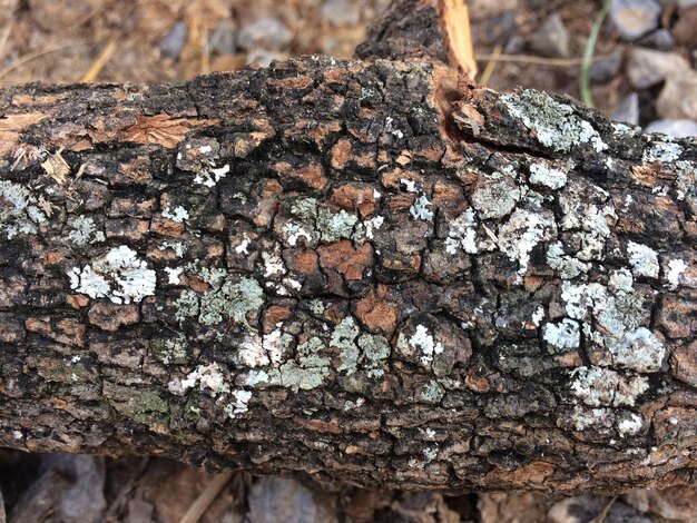 Close-up di un vecchio tronco nella foresta