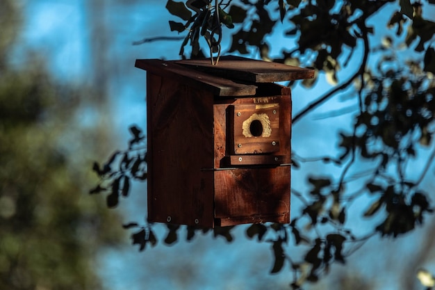 Close-up di una casa per uccelli sull'albero