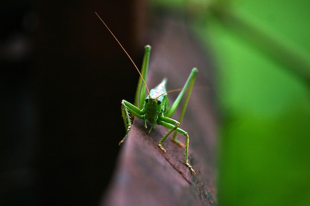 Close-up di una cavalletta sulla ringhiera