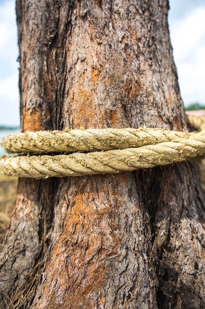 Close-up di una corda legata al tronco di un albero