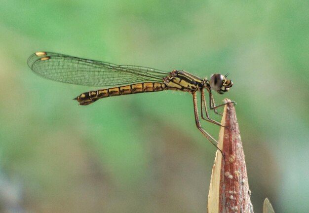 Close-up di una damigella sulla foglia