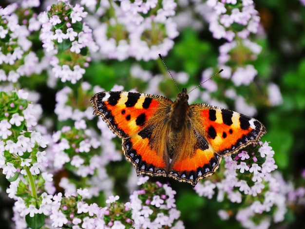 Close-up di una farfalla appollaiata su un fiore