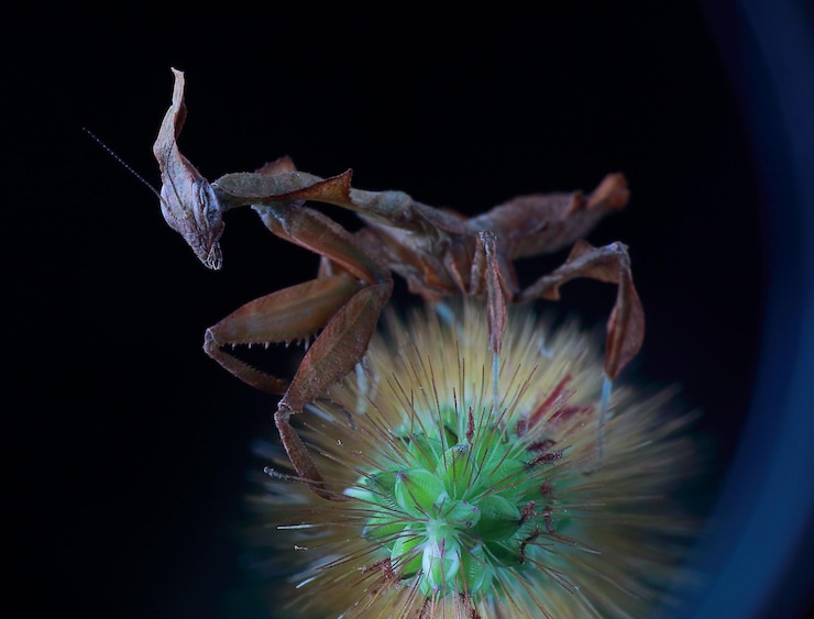 Foto close-up di una farfalla su sfondo nero