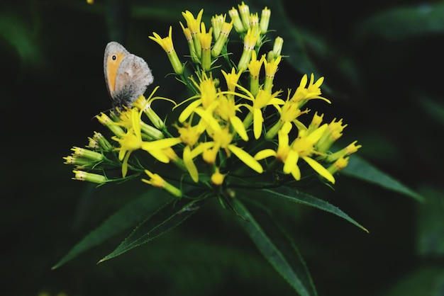 Close-up di una farfalla su un fiore giallo
