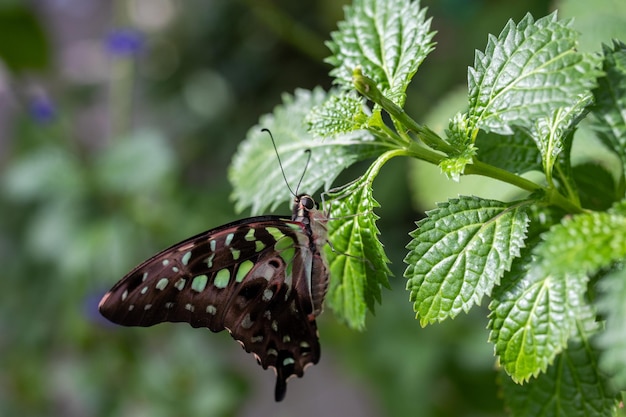 Close-up di una farfalla vibrante su una foglia circondata da lussureggiante vegetazione