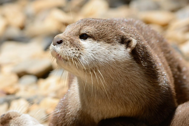 Close-up di una foca sulla spiaggia