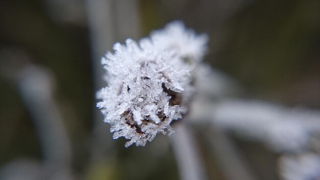 Close-up di una foglia congelata durante l'inverno