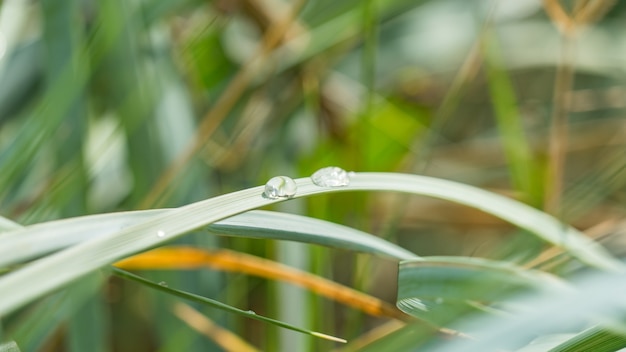 Close-up di una foglia e gocce d'acqua al moring, Sochi, Russai