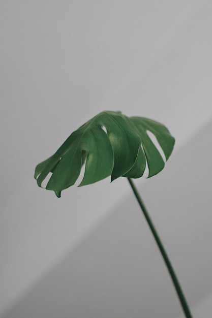 Close-up di una foglia verde su sfondo bianco