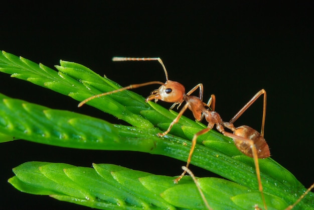 Close-up di una formica sul gambo su sfondo nero