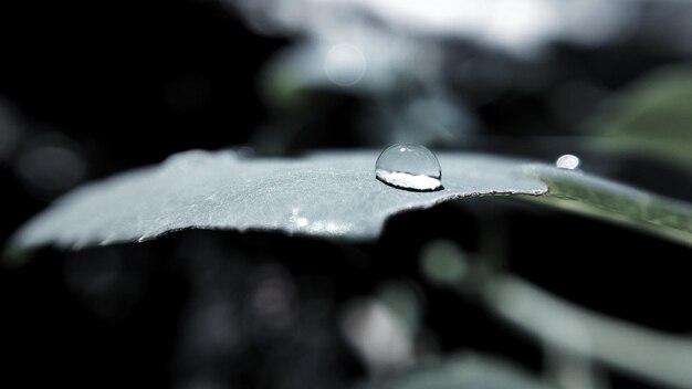 Close-up di una goccia d'acqua sulla foglia