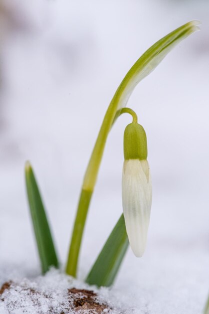 Close-up di una goccia di neve nella neve