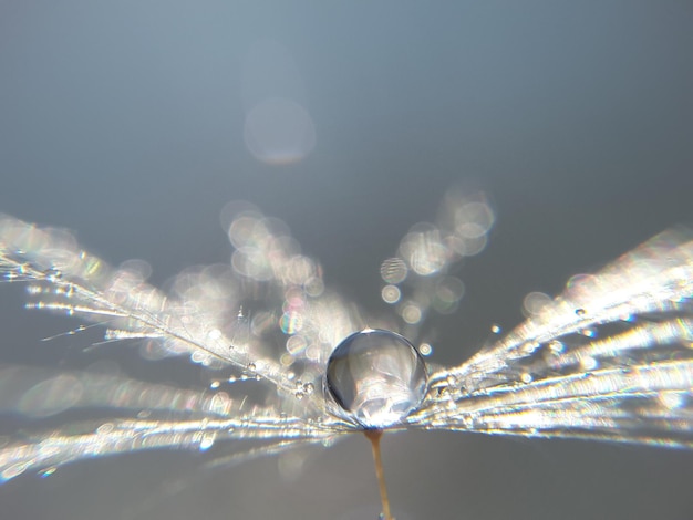 Close-up di una goccia sul fiore
