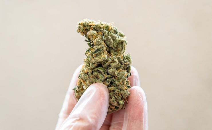 Foto close-up di una mano che tiene la marijuana su uno sfondo bianco
