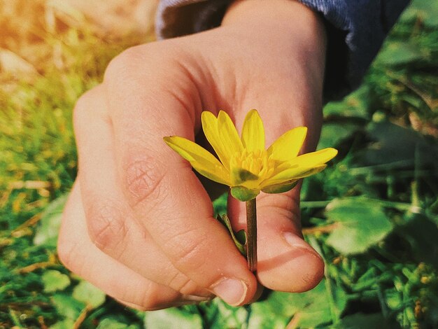 Close-up di una mano che tiene un fiore giallo