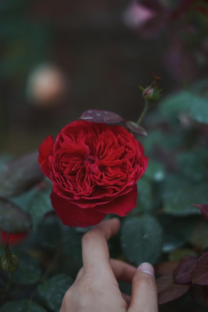 Close-up di una mano che tiene una rosa rossa