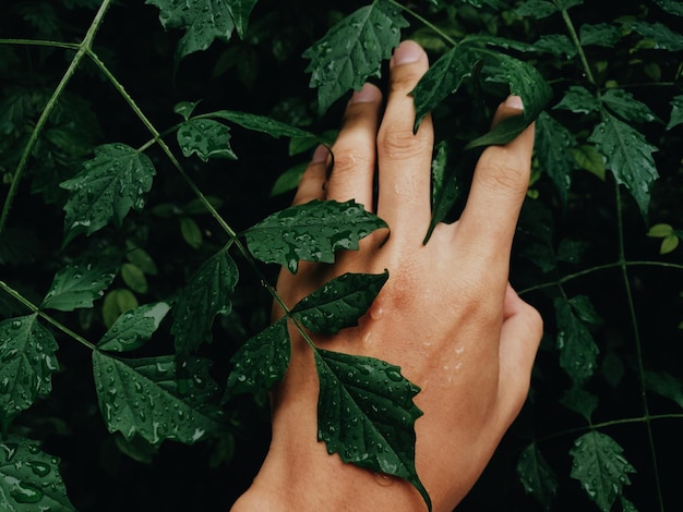 Close-up di una mano che tocca le foglie verdi
