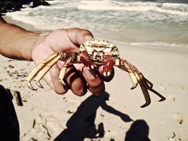 Close-up di una mano tagliata che tiene un granchio sulla spiaggia durante una giornata di sole